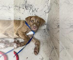 American Pit Bull Terrier-Unknown Mix Dogs for adoption in Sugar Land, TX, USA