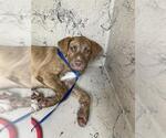Small American Pit Bull Terrier Mix