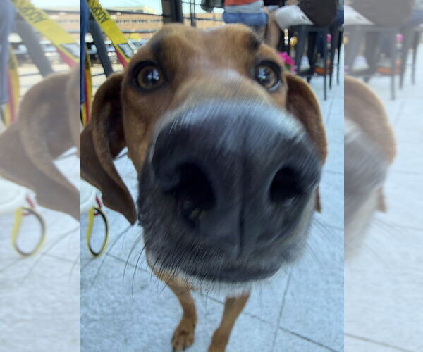 Medium Photo #11 Mountain Cur-Unknown Mix Puppy For Sale in Boston, MA, USA