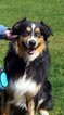 Small Photo #1 Australian Shepherd Puppy For Sale in WESTMINSTER, MD, USA
