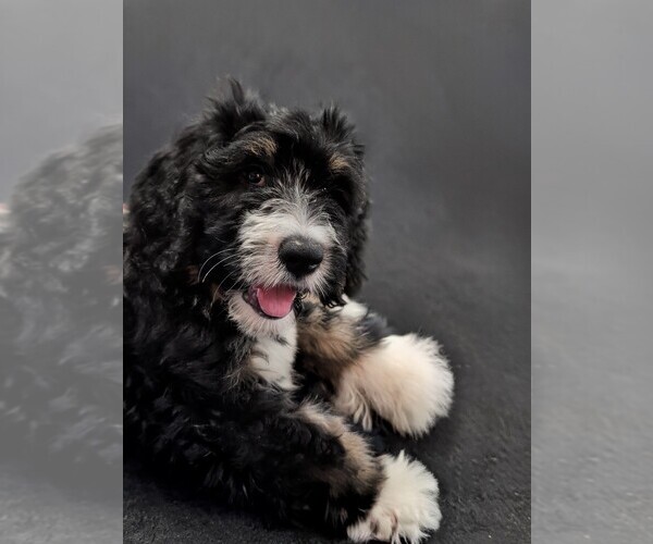 Medium Photo #3 Double Doodle Puppy For Sale in FAIRFIELD, CA, USA