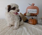 Small #3 ShihPoo