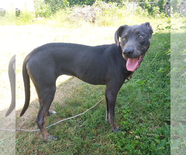 Medium Photo #5 Unknown-Weimaraner Mix Puppy For Sale in Columbus, IN, USA