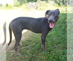 Small #4 Weimaraner Mix