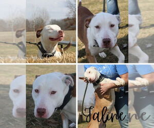 American Staffordshire Terrier-Bull Terrier Mix Dogs for adoption in Pierceton , IN, USA