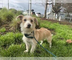 Mutt Dogs for adoption in Martinez, CA, USA