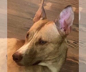 Ibizan Hound-Unknown Mix Dogs for adoption in columbia, SC, USA