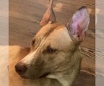 Small Photo #1 Ibizan Hound-Unknown Mix Puppy For Sale in columbia, SC, USA