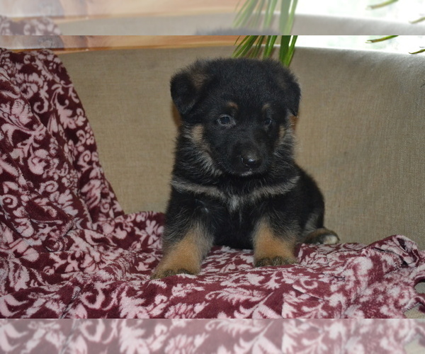 Medium Photo #21 German Shepherd Dog Puppy For Sale in GREENWOOD, WI, USA