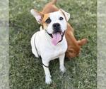 Small Staffordshire Bull Terrier Mix