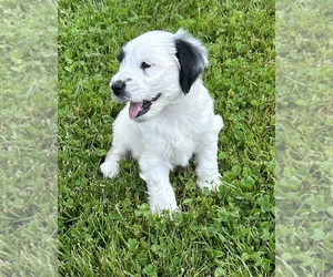 Tibetan Terrier Puppy for sale in HASTINGS, MI, USA