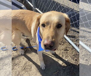 Labrador Retriever Dogs for adoption in San Diego, CA, USA