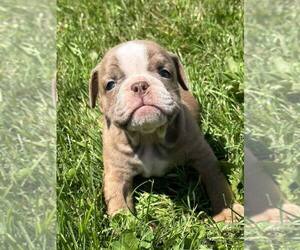 Olde English Bulldogge Puppy for sale in GROTON, NY, USA