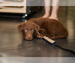 Small #1 Collie-Labrador Retriever Mix