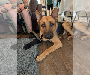 German Shepherd Dog Dogs for adoption in New Hill, NC, USA