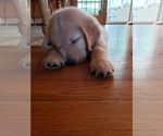 Small Photo #15 Golden Retriever Puppy For Sale in ARCHBALD, PA, USA