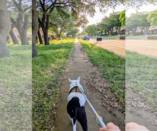 Medium Photo #4 Mutt Puppy For Sale in Rowlett, TX, USA