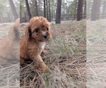 Puppy Baby Girl 2 Cavapoo