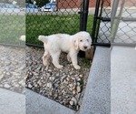 Small Photo #26 Poodle (Standard) Puppy For Sale in MOORES HILL, IN, USA