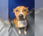 Armani - Female Red Heeler-Unknown Mix Dog for Adoption - Small photo