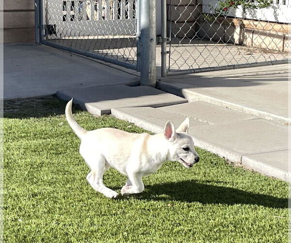 Medium Photo #16 Siberian Husky-Unknown Mix Puppy For Sale in La Verne, CA, USA