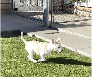 Sugar - Female Siberian Husky-Unknown Mix Dog for Adoption - Photo #16