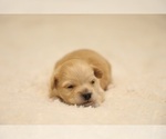 Small Photo #5 Bichpoo-ShihPoo Mix Puppy For Sale in LIBERTY, MO, USA