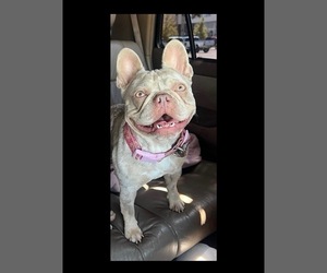 Mother of the French Bulldog puppies born on 12/20/2025