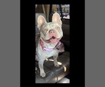 Small Photo #1 French Bulldog Puppy For Sale in BRIGHTON, CO, USA