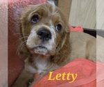 Small #3 Cocker Spaniel