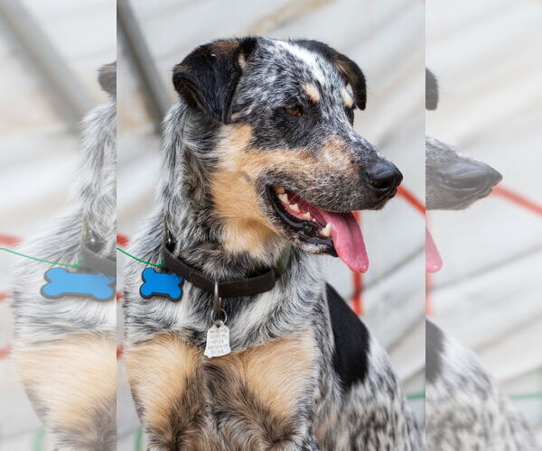 Medium Photo #2 Australian Shepherd-Unknown Mix Puppy For Sale in Lafayette, CA, USA
