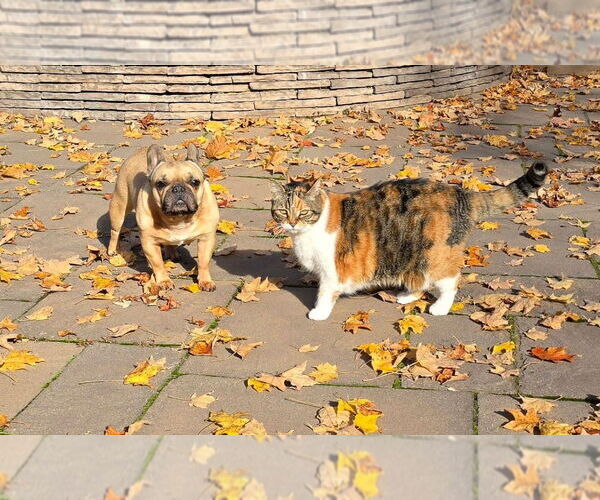 Medium Photo #4 French Bulldog Puppy For Sale in Brights Grove, Ontario, Canada