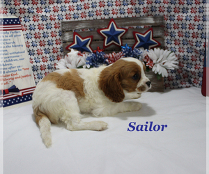 Cavalier King Charles Spaniel Puppy for sale in CHANUTE, KS, USA