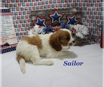 Small Cavalier King Charles Spaniel