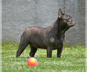 Mother of the French Bulldog puppies born on 01/31/2022