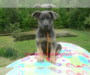 German Shepherd Dog Puppy for Sale in PIEDMONT, Missouri USA