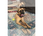 Small #3 Boxer