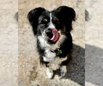 Small #10 Australian Shepherd Mix