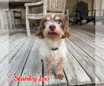 Small #3 Dachshund Mix