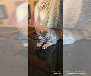 German Malinois Litter for sale in GREENSBORO, NC, USA