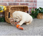 Small #5 Labrador Retriever