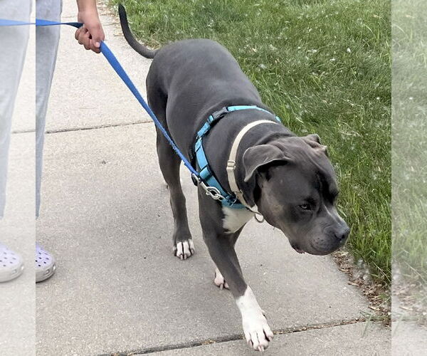 Medium Photo #7 American Pit Bull Terrier-Unknown Mix Puppy For Sale in Fargo, ND, USA