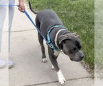 Small #6 American Pit Bull Terrier Mix