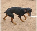 Small Photo #10 Doberman Pinscher Puppy For Sale in Apple Valley, CA, USA