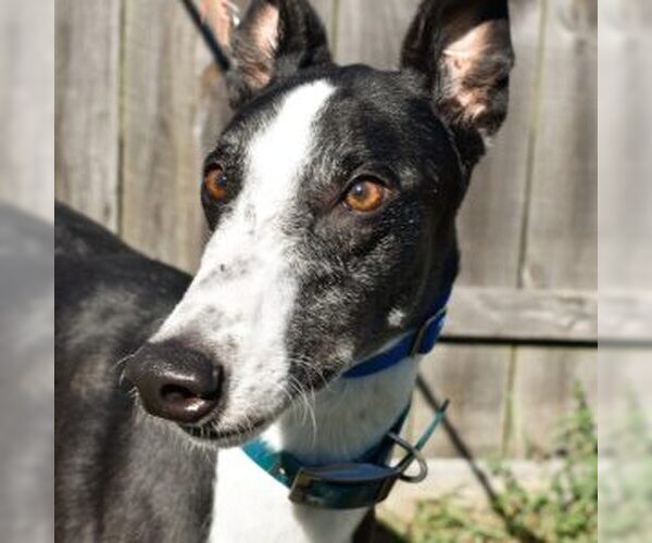 Medium Photo #1 Greyhound Puppy For Sale in Grandville, MI, USA