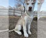 Small #10 Siberian Husky