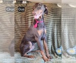 Image preview for Ad Listing. Nickname: Gus