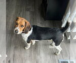 Small #1 Beagle