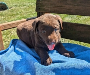 Labrador Retriever Puppy for sale in GOSHEN, IN, USA