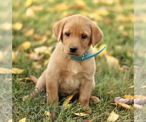 Labrador Retriever Puppy for sale in COATESVILLE, PA, USA